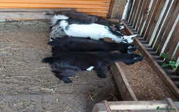 Goats livestock for sale: Pygmy Goat Wether kids for sale  - Image 7
