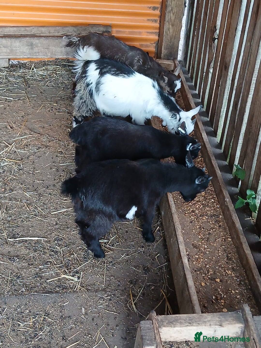 Goats livestock for sale: Pygmy Goat Wether kids for sale  - Image 7