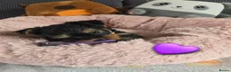 Yorkshire Terrier dogs for sale: 5 cute cuddly puppies looking for new loving homes - Advert 11