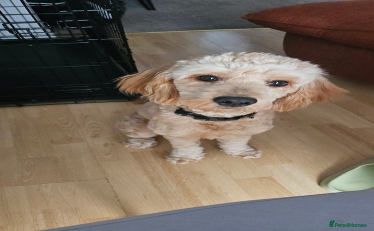 Cockapoo dogs - Advert 16