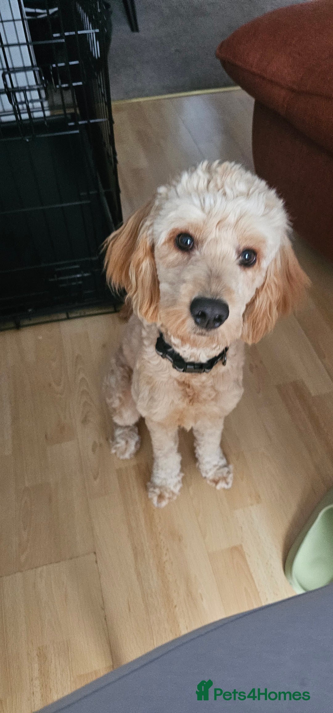Cockapoo dogs for sale: Cockapoo Needs New Home - Image 1