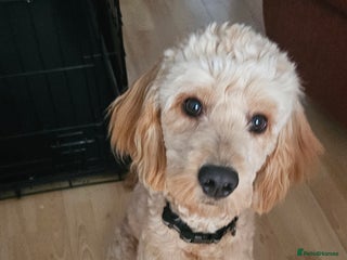 Cockapoo dogs - Advert 10