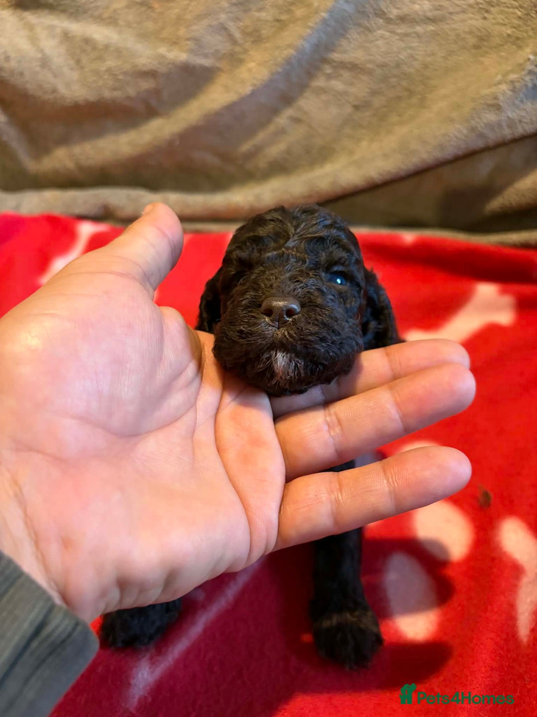 Cockapoo dogs for sale: Stunning health tested F1b toy cockapoos - Advert 8