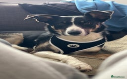 Border Collie dogs for sale: Reggie🩵 - Image 1