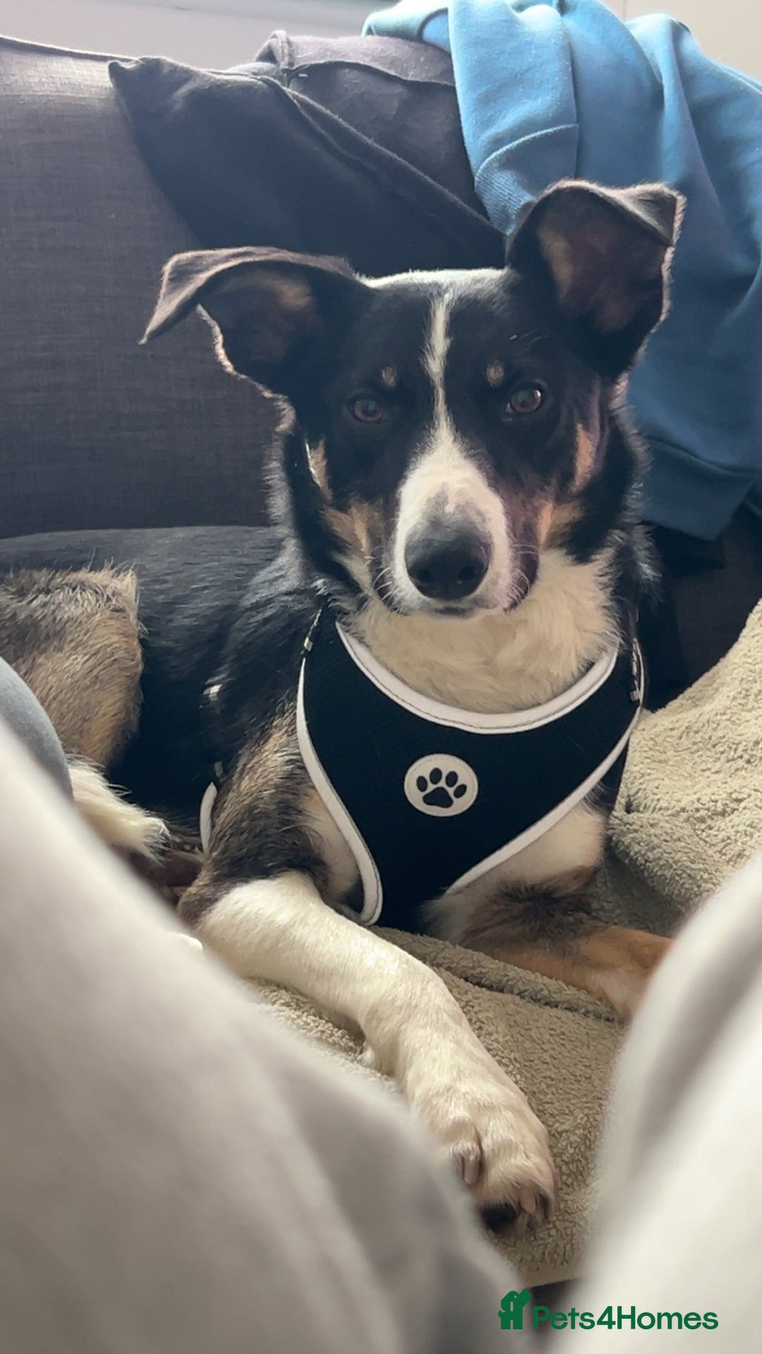 Border Collie dogs for sale: Reggie🩵 - Image 1