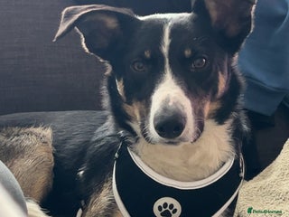 Border Collie dogs for sale - Advert 1