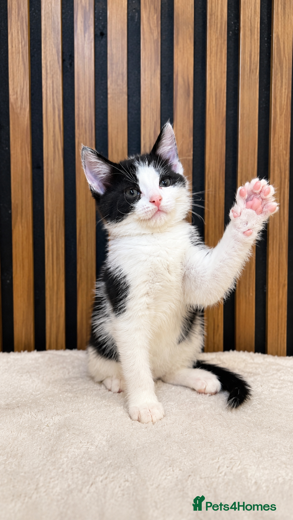 Domestic Shorthair cats Stunning Kittens | Bella's Litter | Ready Now - Advert 13