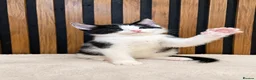 Domestic Shorthair cats for sale: Stunning Kittens | Bella's Litter | Ready Now - Advert 12