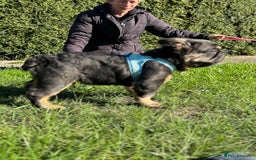 French Bulldog dogs for sale: Last boy ! 🫶whole litter based on health ❤️ - Image 16