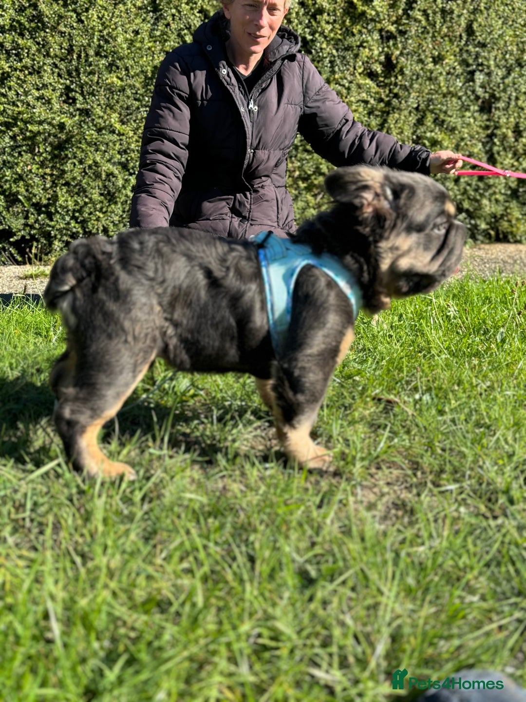 French Bulldog dogs for sale: Last boy ! 🫶whole litter based on health ❤️ - Image 16