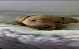 Staffordshire Bull Terrier dogs for sale: Ready now !! - Image 2