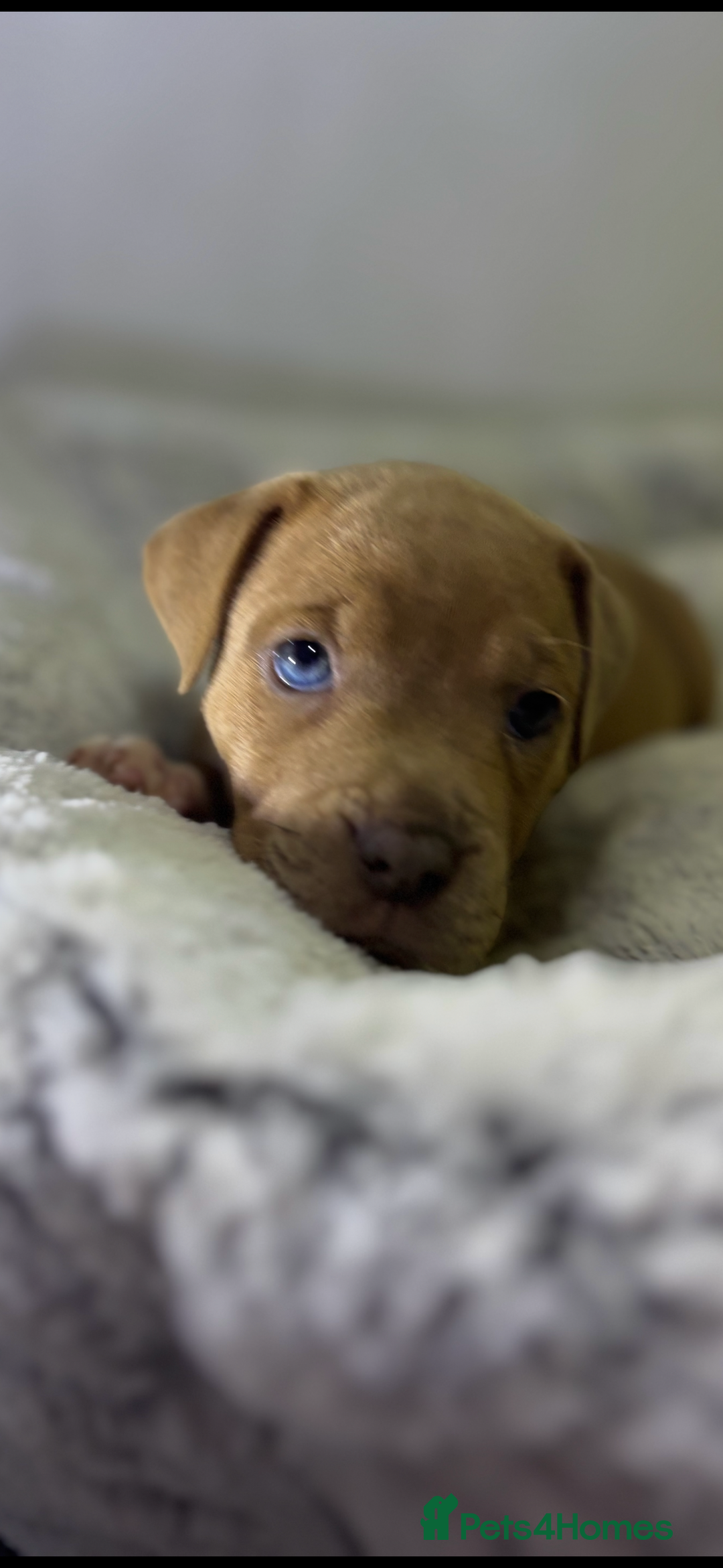 Staffordshire Bull Terrier dogs for sale: Ready now !! - Image 2