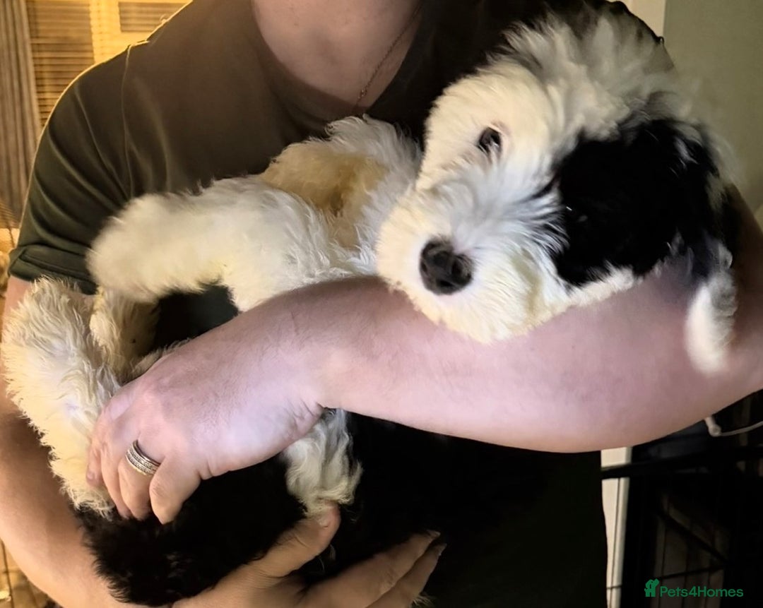 Mixed Breed dogs for sale: Ready Now - Sheepadoodle Pups 3 Male 5 Female - Advert 6