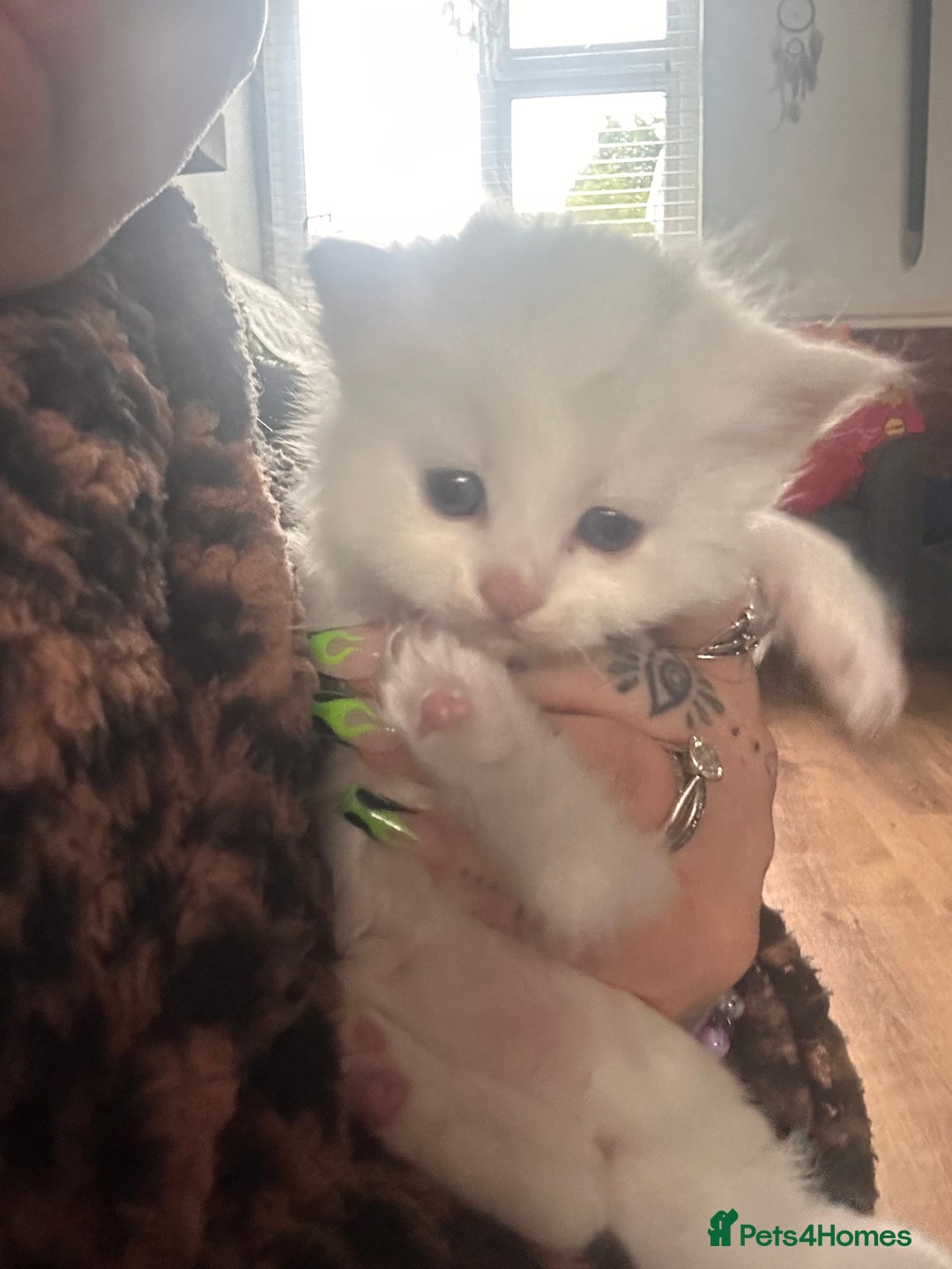 Mixed Breed cats for sale: Maine Coon Kittens - Advert 7