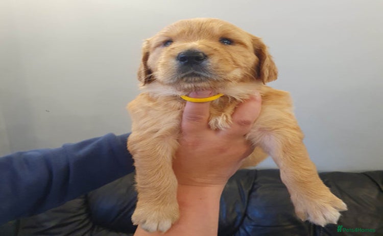 Golden Retriever dogs - Advert 1