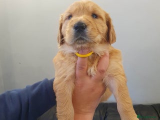 Golden Retriever dogs - Advert 14