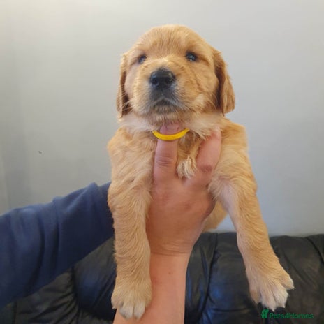 Golden Retriever dogs - Advert 1