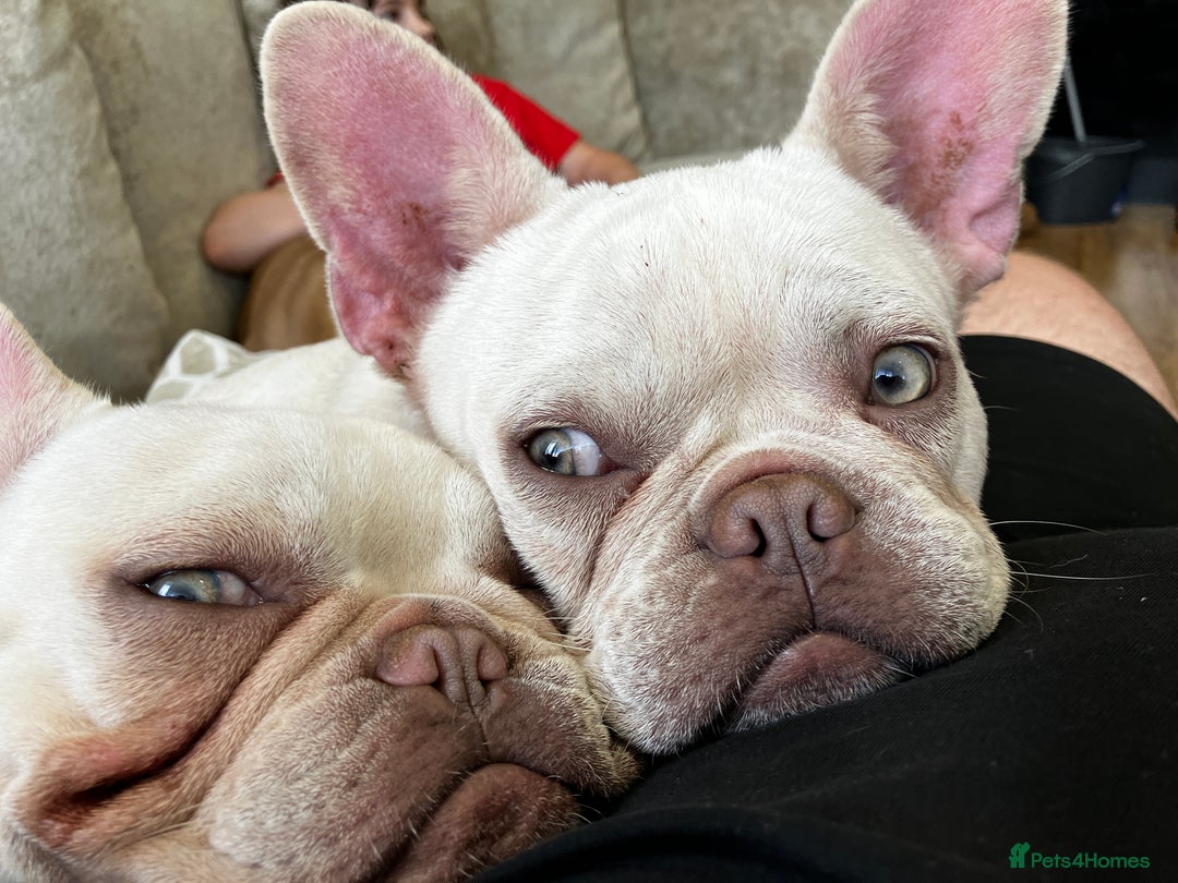 French Bulldog dogs for sale: 2 Frenchie girls  - Image 1