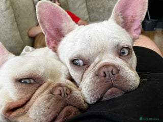 French Bulldog dogs - Advert 33