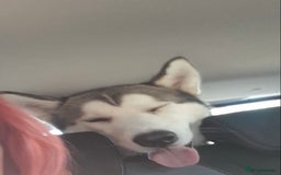 Siberian Husky dogs for sale: Beautiful boy needing forever home - Image 4