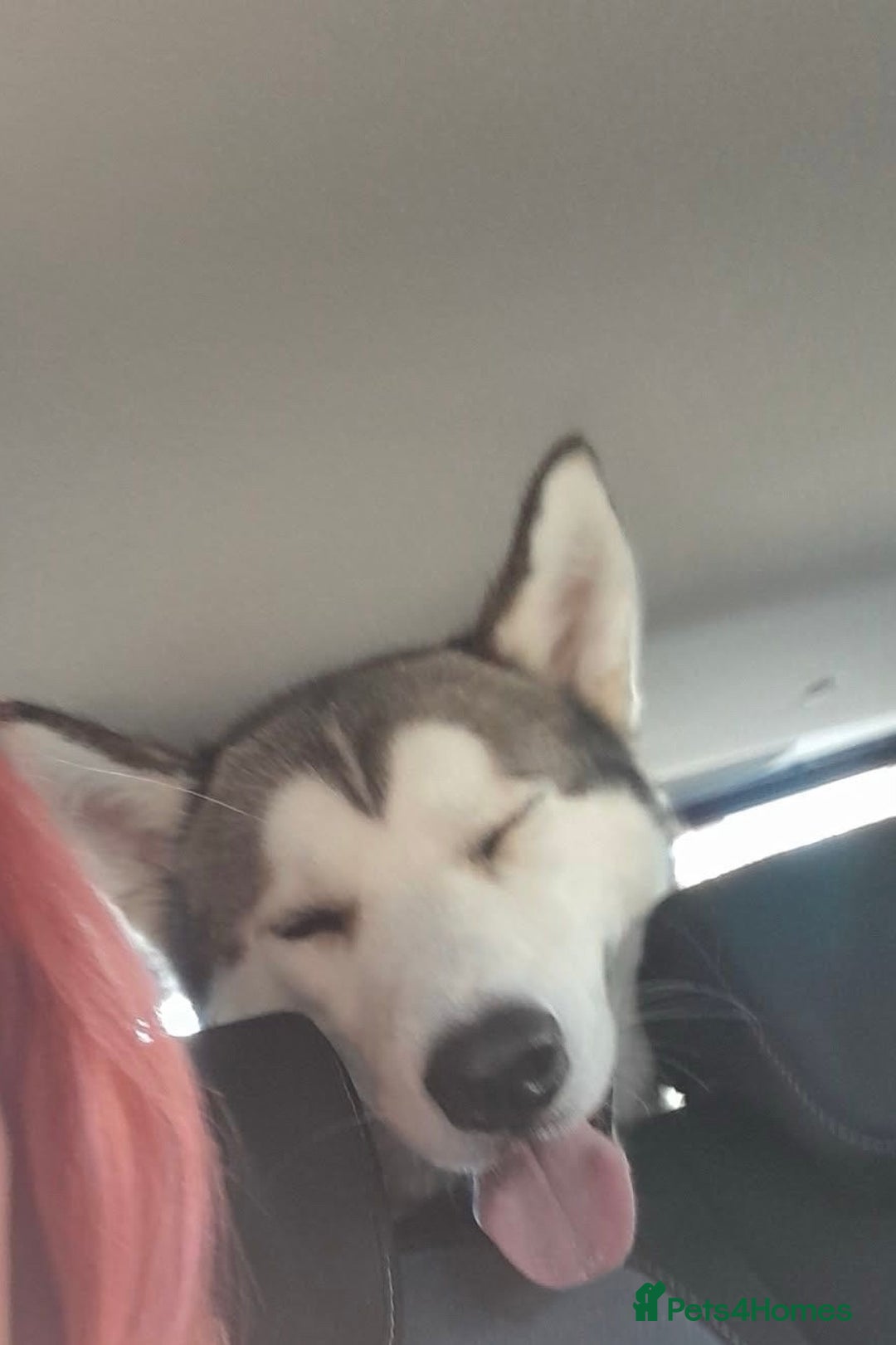 Siberian Husky dogs for sale: Beautiful boy needing forever home - Image 4