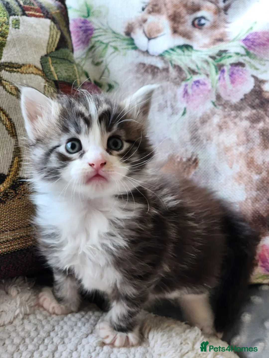 Maine Coon cats for sale: Genuine Maine Coons ready April - Advert 19