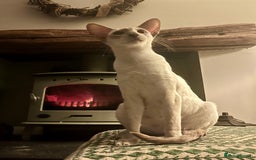 Siamese cats for sale: Siamese Oriental kittens superb pedigree GCCF  - Image 14