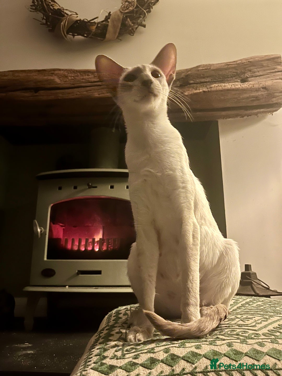 Siamese cats for sale: Siamese Oriental kittens superb pedigree GCCF  - Image 14