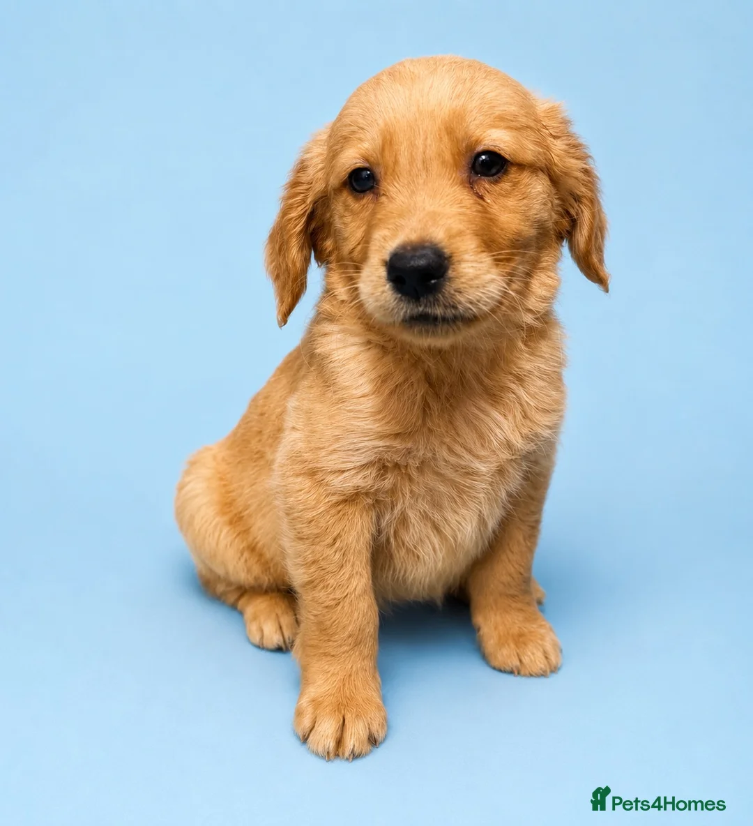 Golden Retriever dogs for sale: Golden retriever puppies💙💕 - Advert 2