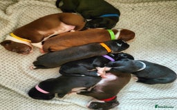 Mixed Breed dogs for sale: Olde English Bulldogge/Staffy bull Collie mix - Image 4