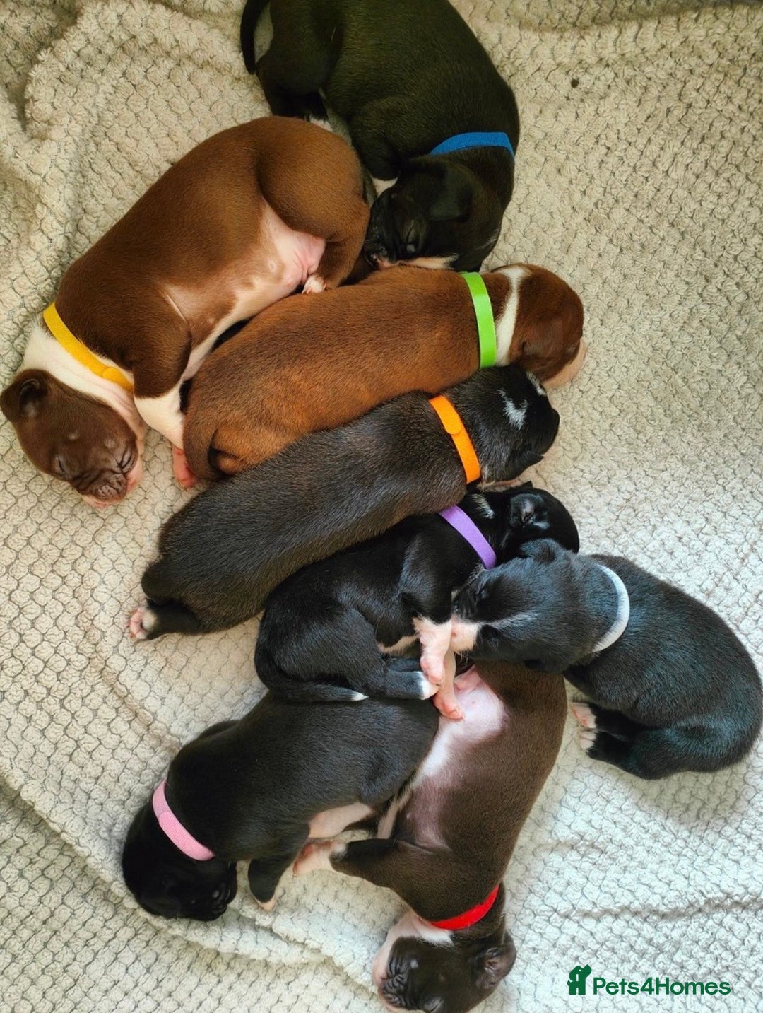 Mixed Breed dogs for sale: Olde English Bulldogge/Staffy bull Collie mix - Image 4