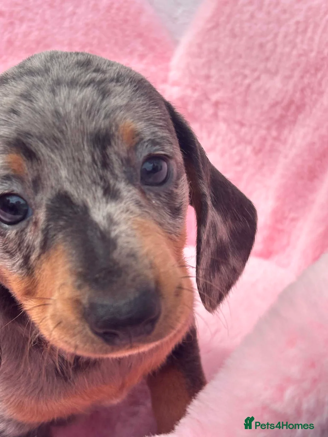 Dachshund dogs for sale: Minature Dachshund pups - Advert 1