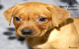 Labrador Retriever dogs for sale: Fox red labrador pups ready now - Image 9