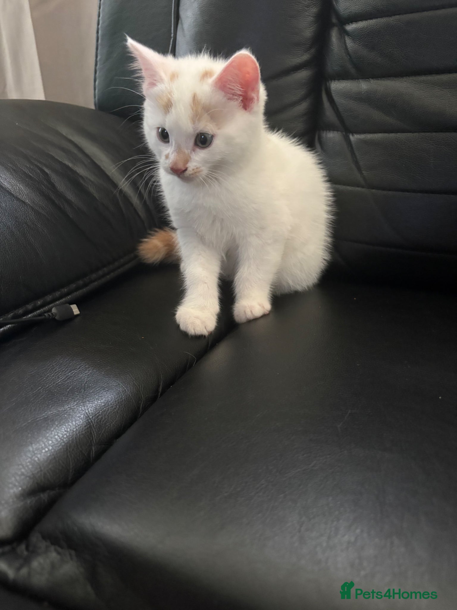 Mixed Breed cats for sale: Pearl - Stunning Blue-Eyed Kitten – Child & Dog + in Swansea - Advert 5