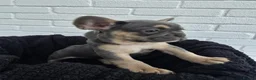 French Bulldog dogs for sale: Exceptional French Bulldog Puppies - Advert 2