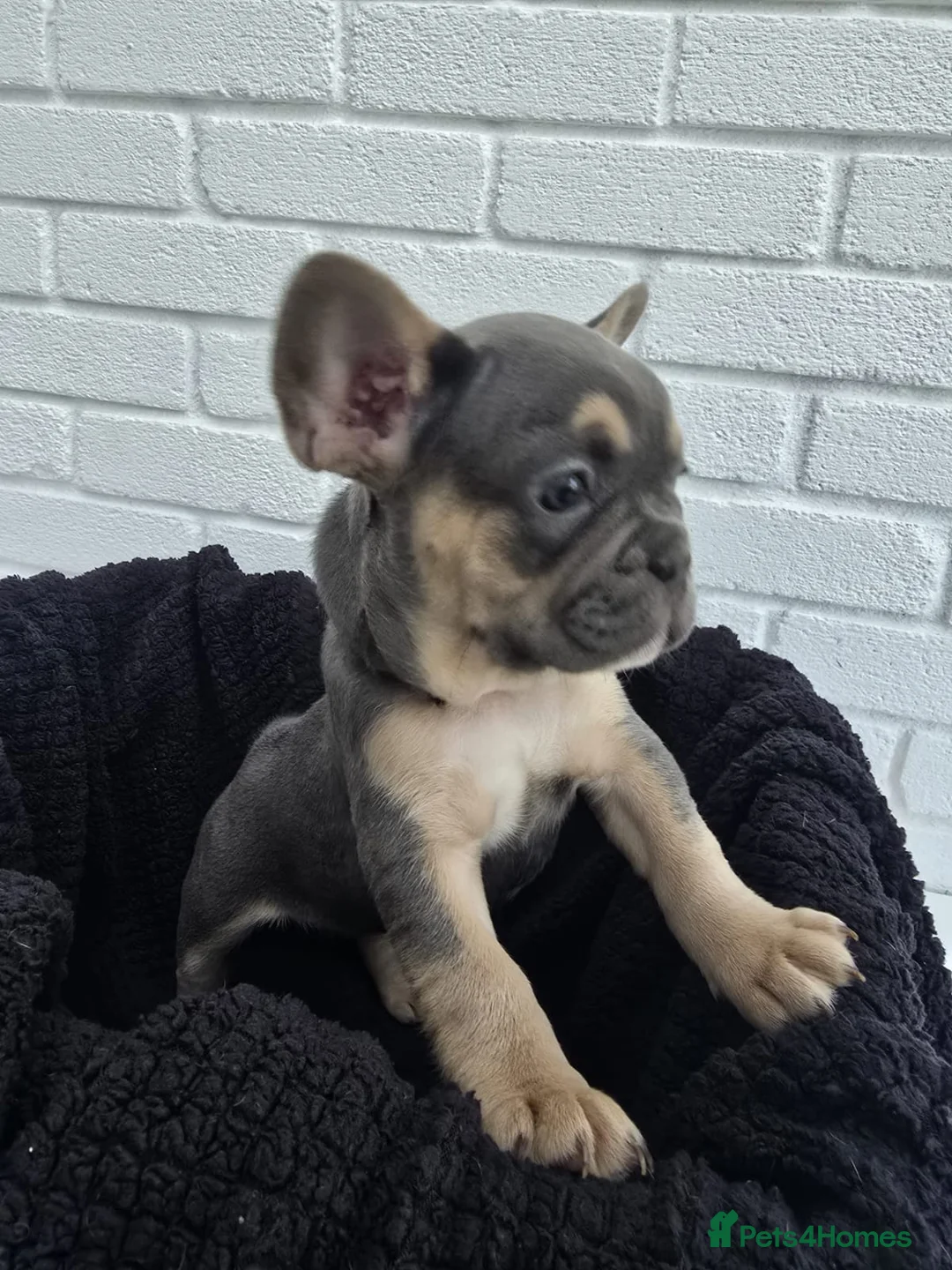 French Bulldog dogs for sale: Exceptional French Bulldog Puppies - Advert 2