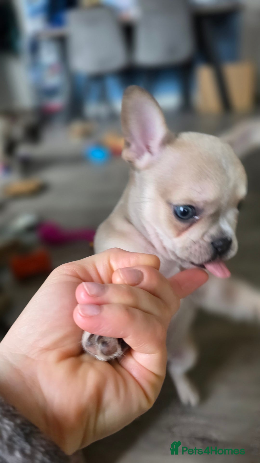 Mixed Breed dogs for sale: Frenchie x Chihuahua puppies - Image 2