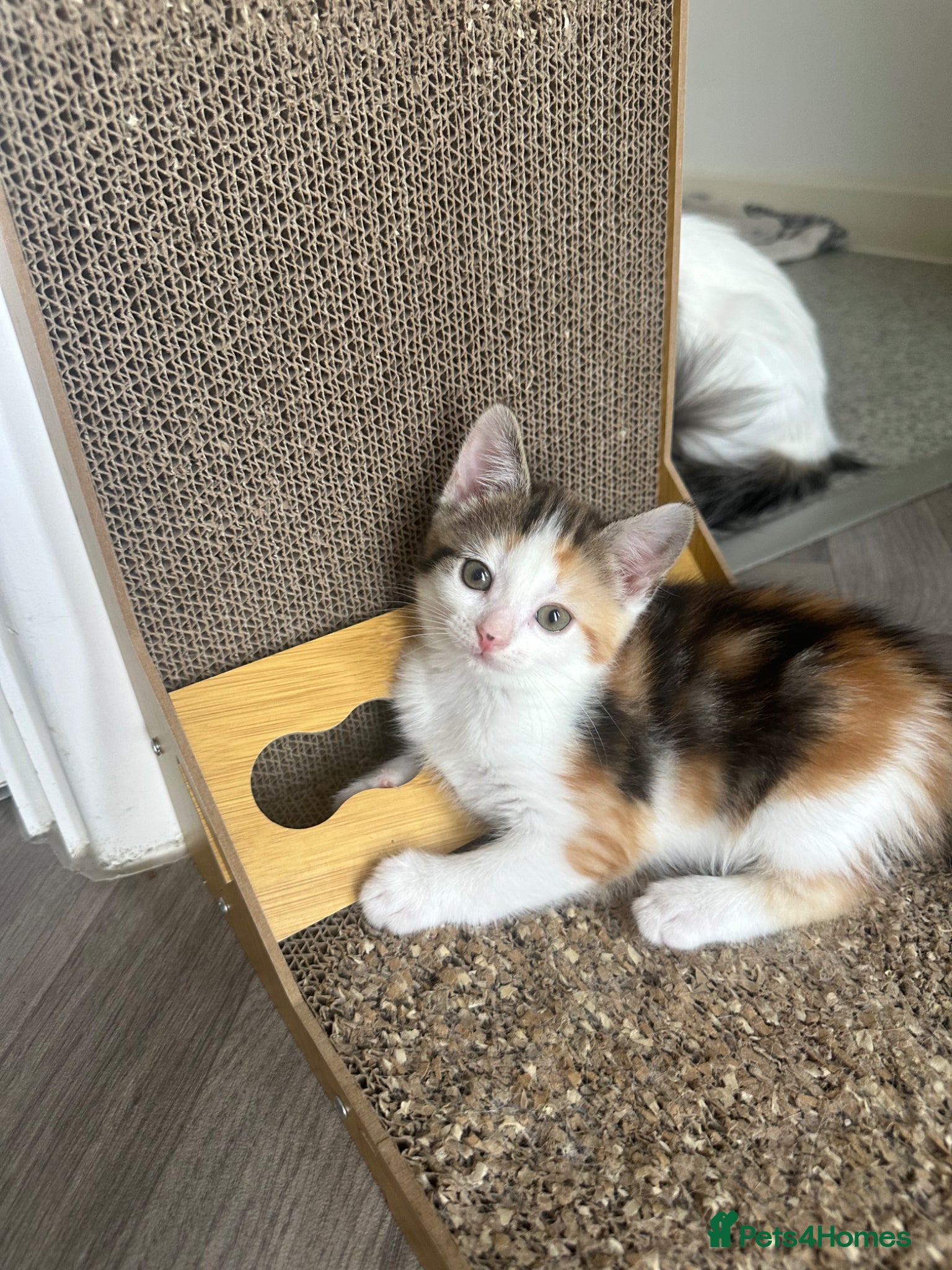Aegean cats Adorable Calico Kittens For Sale - Advert 3