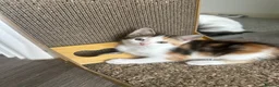 Aegean cats for sale: Adorable Calico Kittens For Sale - Advert 4