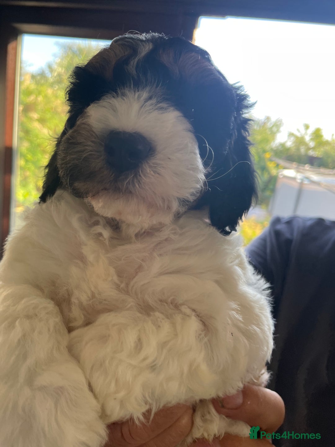 Cockapoo dogs for sale: Cockerpoo ready now blue roan tri - Image 6