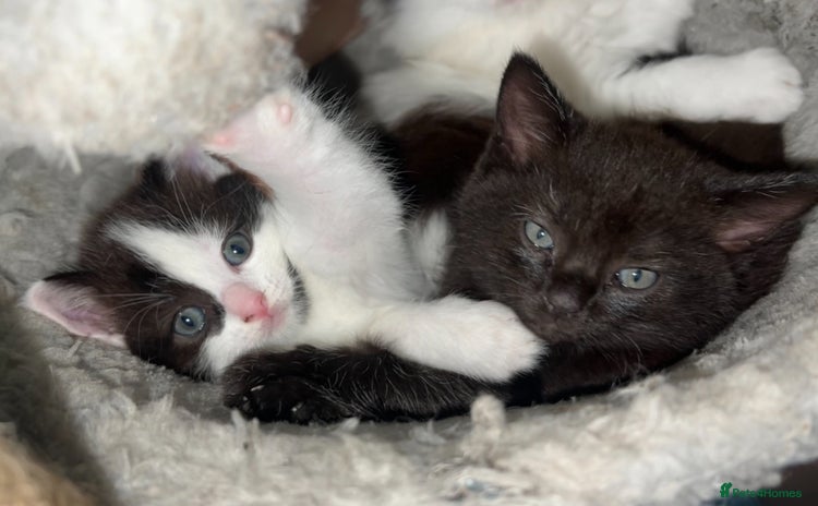 Ragdoll cats - Advert 8