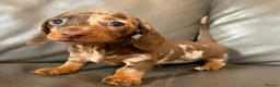 Miniature Dachshund dogs for stud: 🤎 Mr Brown VERY SMALL Health tested KC reg Stud🤎 - Advert 13