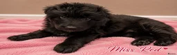 German Shepherd dogs for sale: Outstanding KC Registered German shepherd puppies - Advert 12