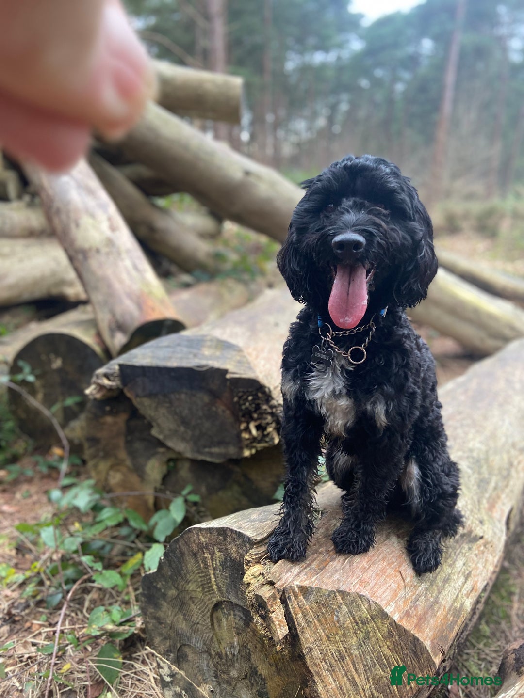 Cockapoo dogs for stud: Stud Cockerpoo - Image 5