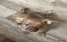 Jack Russell dogs for sale: Jack Russell Girl  - Image 3