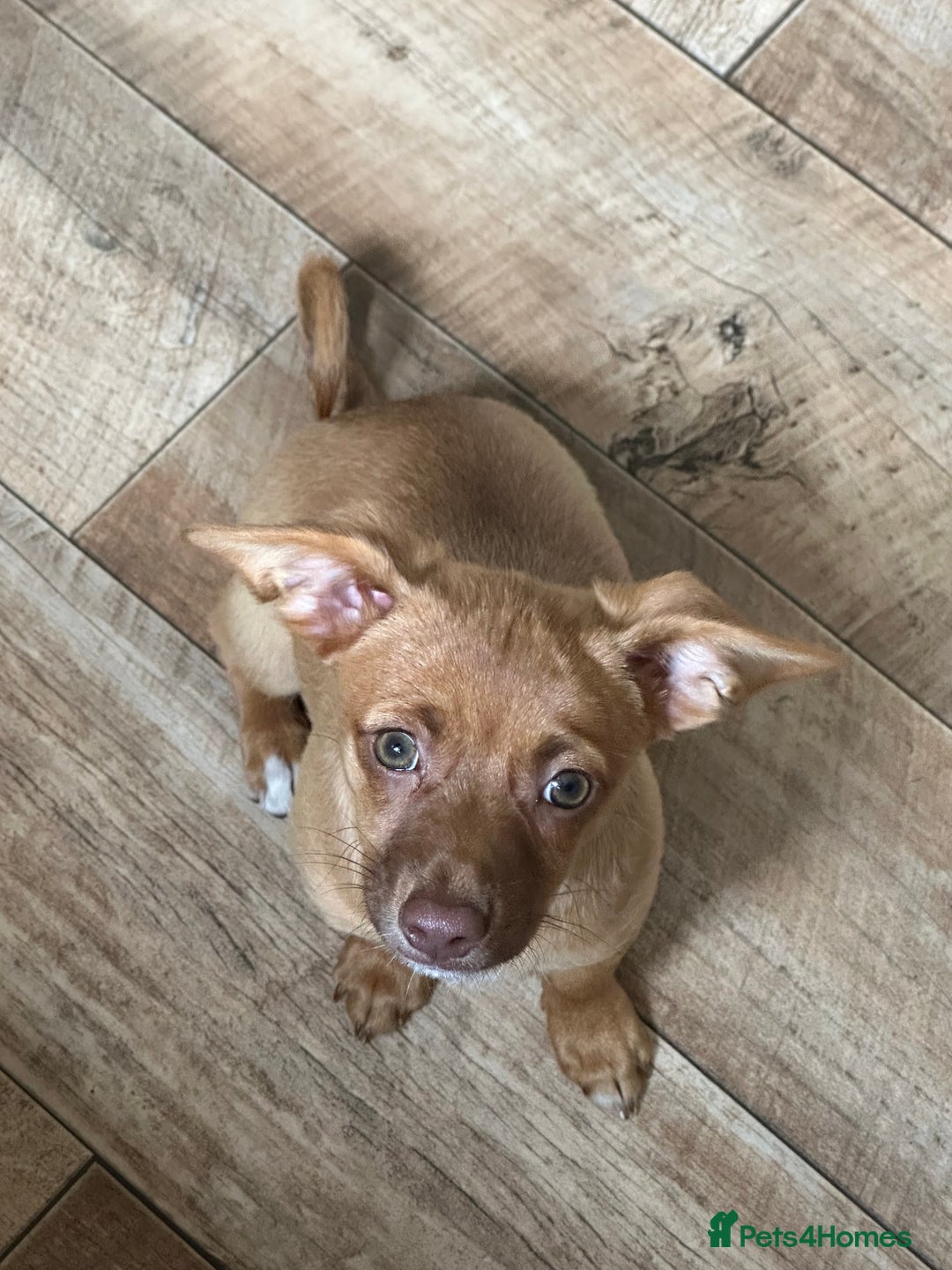 Jack Russell dogs for sale: Jack Russell Girl  - Image 3