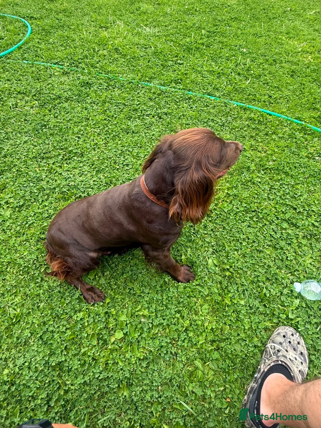 Cocker Spaniel dogs for sale: Cocker spaniel girl  - Advert 2