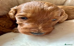 Cockapoo dogs for sale: Beautiful fox red cockapoo pups  - Image 2