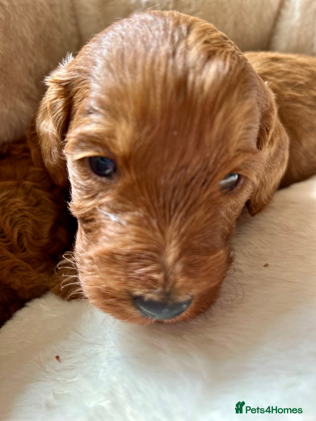 Cockapoo dogs for sale: Beautiful fox red cockapoo pups  - Image 2
