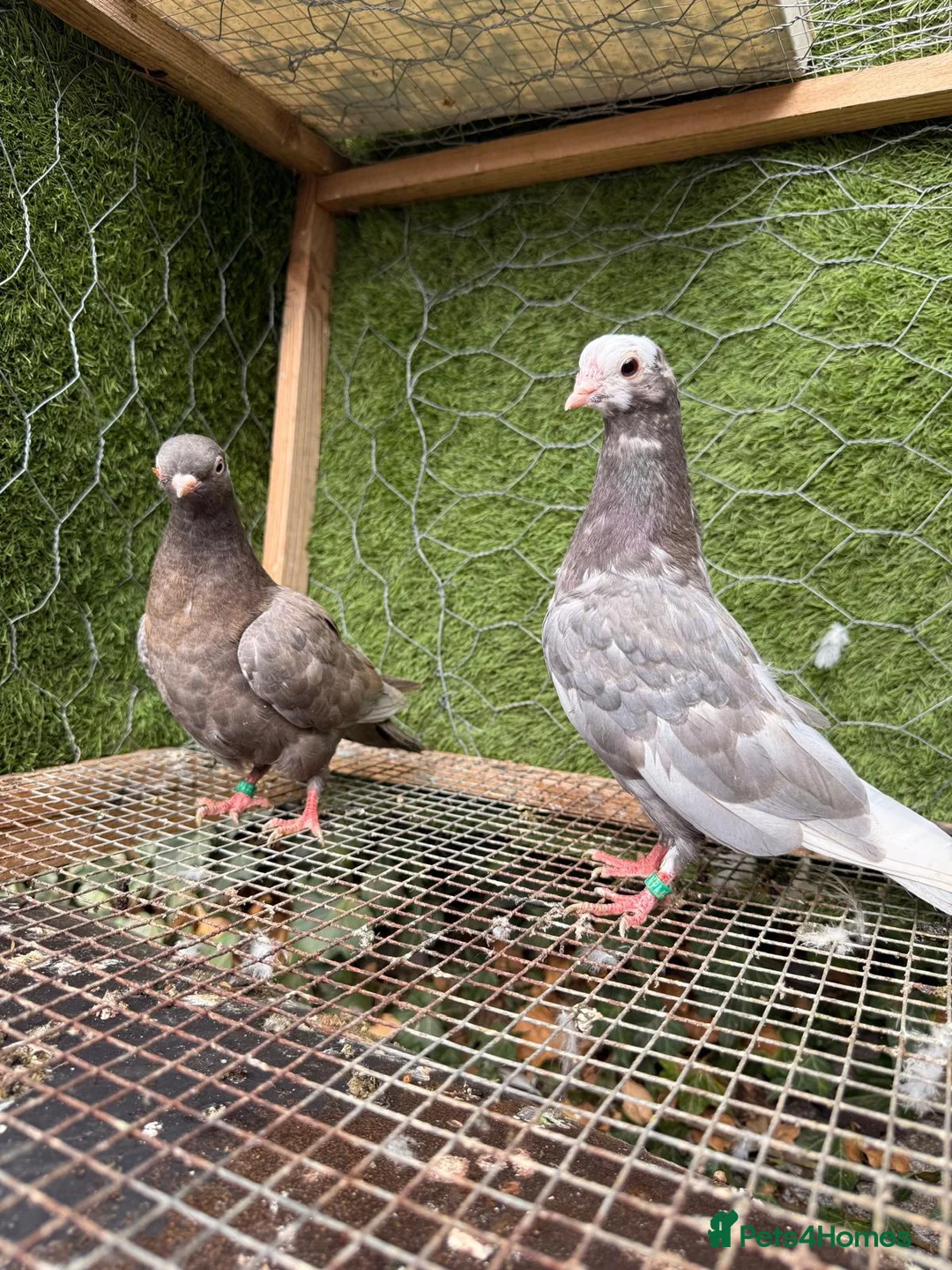 Pigeons birds for sale: 20 Mix  pigeon for sale - Advert 10